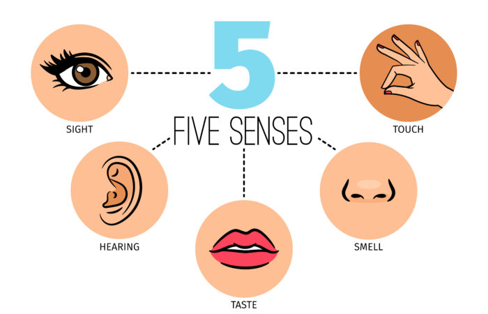 beş duyu organı