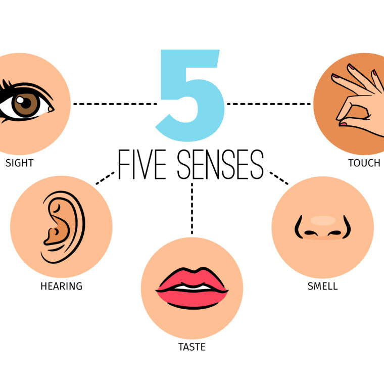 beş duyu organı